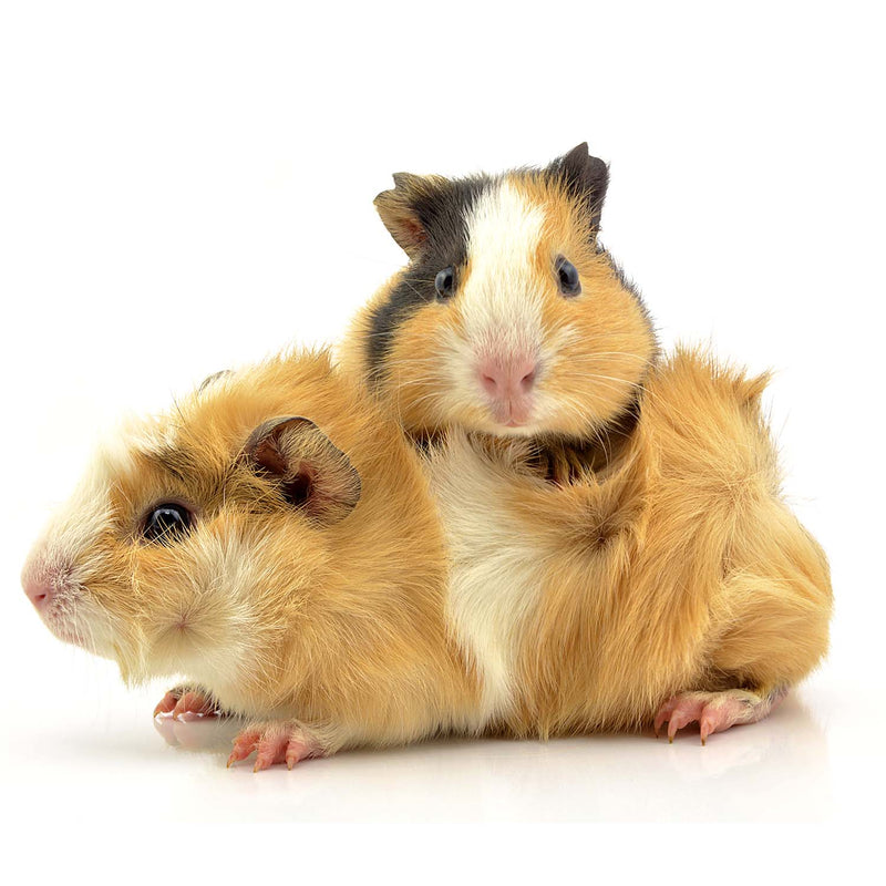 Small Pet Grooming Appointments
