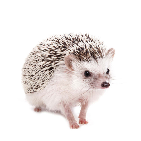 Small Pet Grooming Appointments