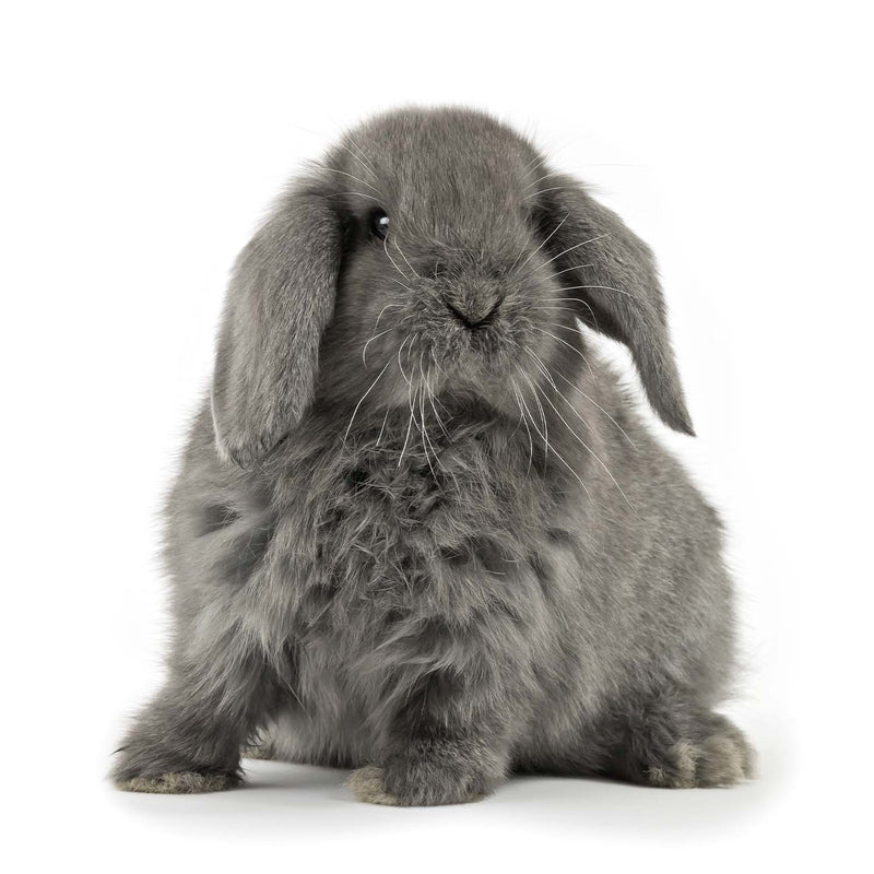 Small Pet Grooming Appointments
