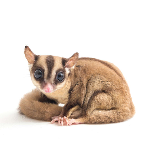 Small Pet Grooming Appointments