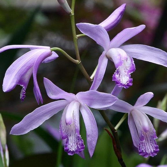 Hyacinth Orchid - Bletilla striata 'Soryu Blue Dragon' | 1 Gal - Local Pickup Only