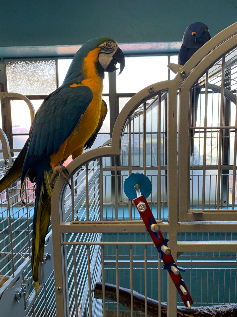 Busy Bird Creations Busy Strip Aluminum/Stainless Steel Large Parrot Puzzle Toy
