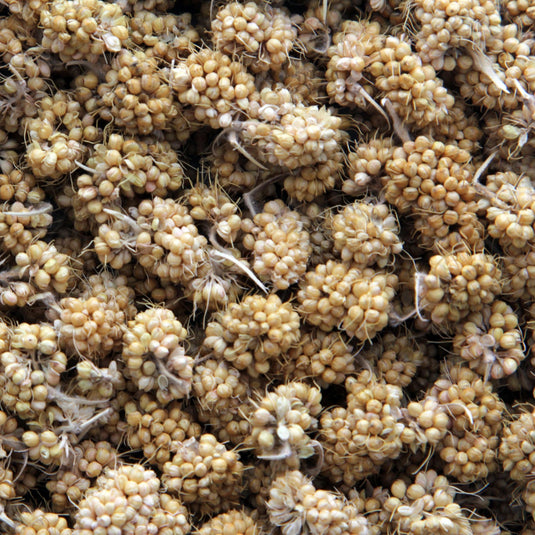 Higgins Sunburst Treats Millet Bits