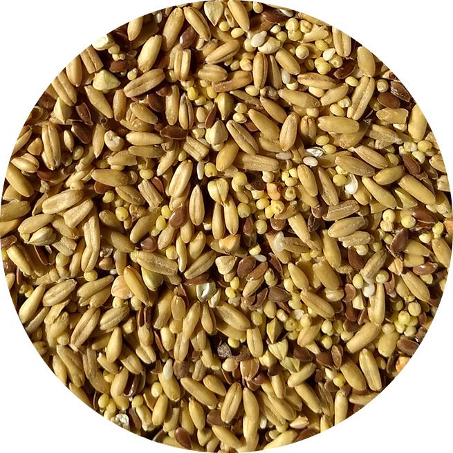 Tops Napoleon's Seed Mix | USDA Organic Certified - Conure / Quaker / Senegal