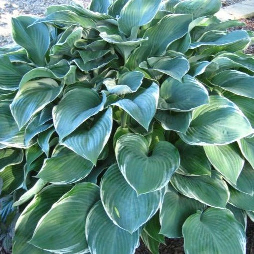 Tom Schmidt | Specialty Hosta

