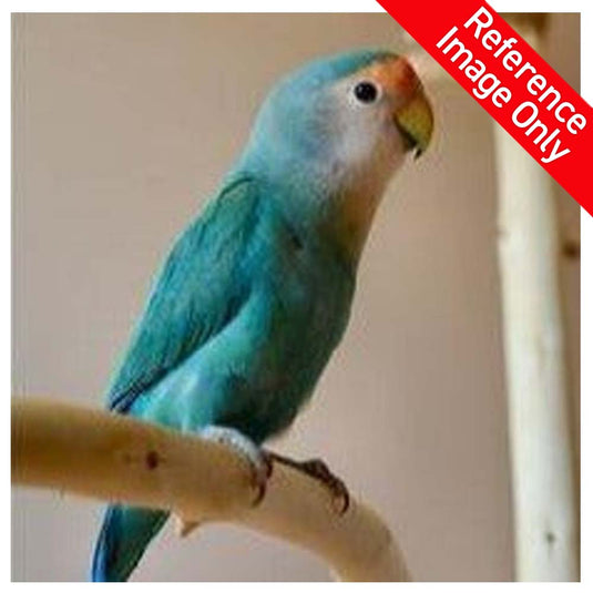 Hand Fed Peach Faced Love Bird/Mutation - Agapornis roseicollis