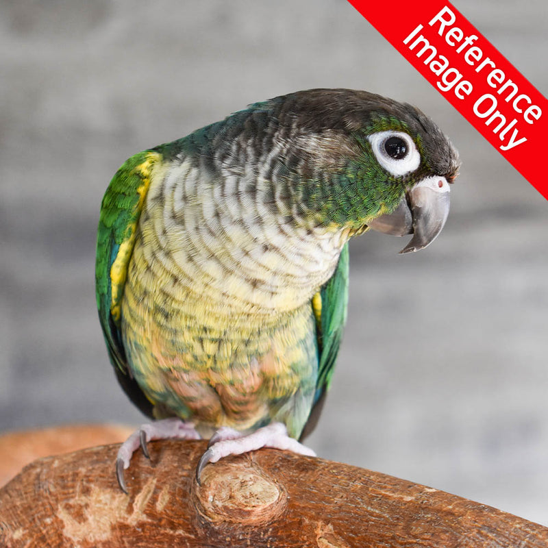 Green Cheek Conure - Exotic Wings and Pet Things