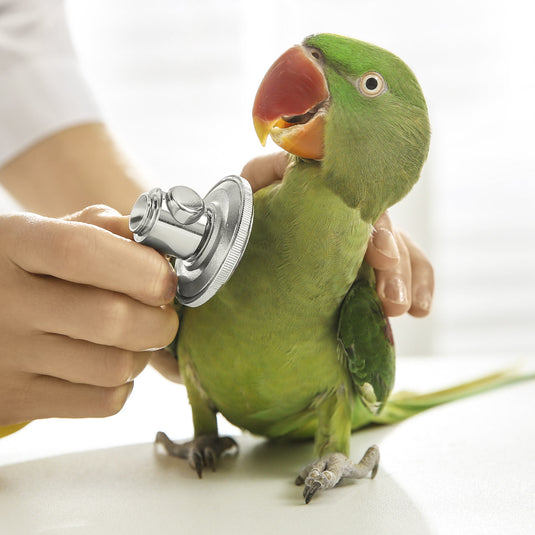 Vet Visit with Dr. Tucker at Exotic Wings