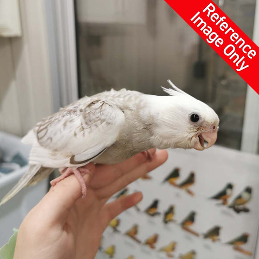 Hand Fed Cockatiel White Faced/Mutation - Nymphicus hollandicus