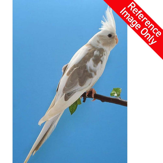 Hand Fed Cockatiel White Faced/Mutation - Nymphicus hollandicus