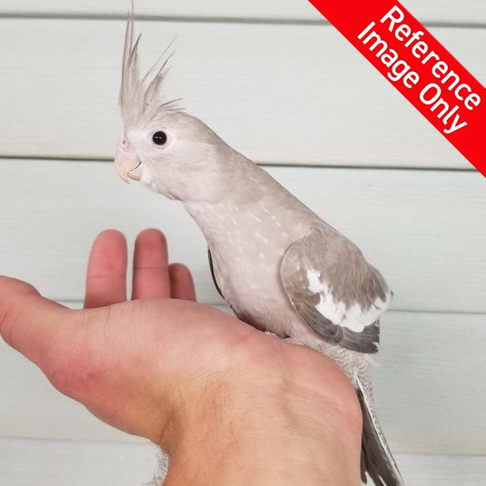 Hand Fed Cockatiel White Faced/Mutation - Nymphicus hollandicus