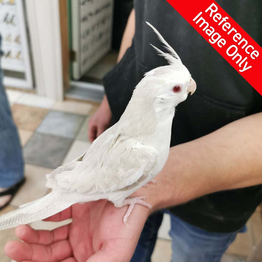 Hand Fed Cockatiel White Faced/Mutation - Nymphicus hollandicus