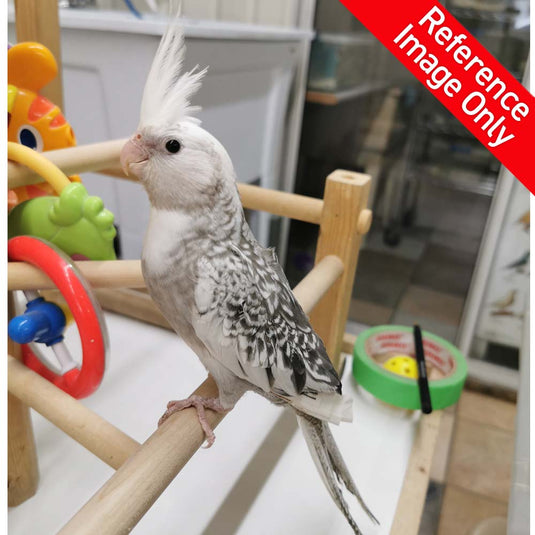 Hand Fed Cockatiel White Faced/Mutation - Nymphicus hollandicus