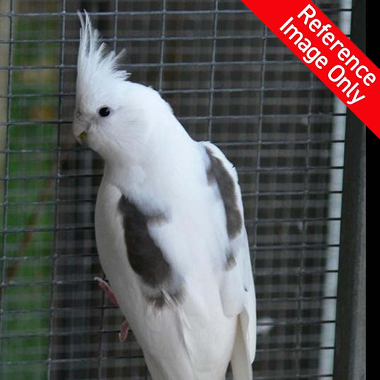 Hand Fed Cockatiel White Faced/Mutation - Nymphicus hollandicus