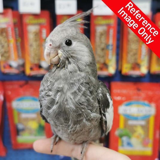 Hand Fed Cockatiel White Faced/Mutation - Nymphicus hollandicus