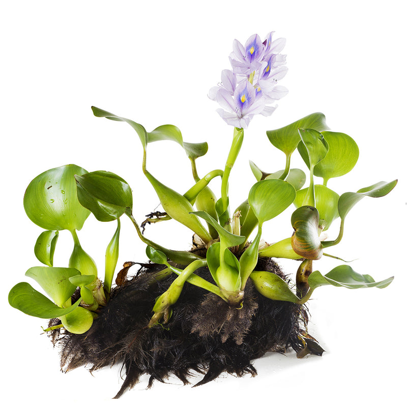 Water Hyacinth + Rosette Water Lettuce | Combo