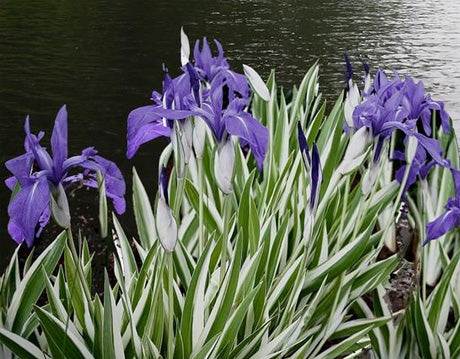 Variegated Water Iris | Iris laevigata 'Variegata'
