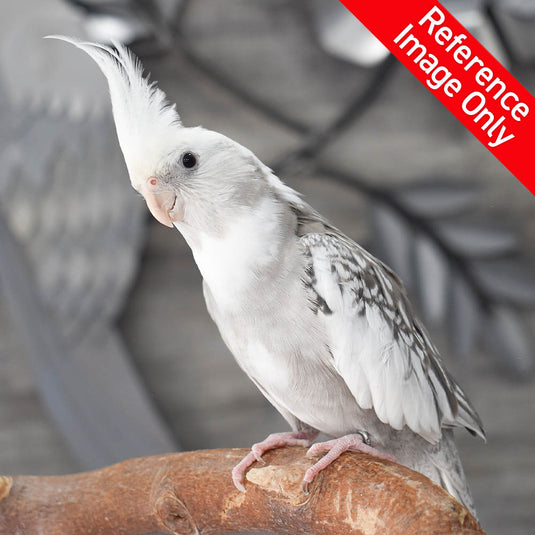 Hand Fed Cockatiel White Faced/Mutation - Nymphicus hollandicus