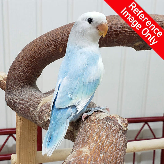 Hand Fed Peach Faced Love Bird/Mutation - Agapornis roseicollis