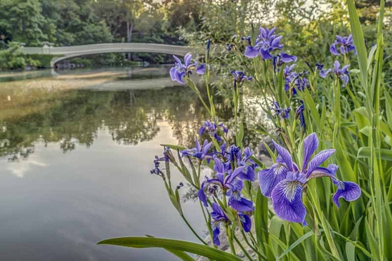 Blue Water Iris | Iris versicolor