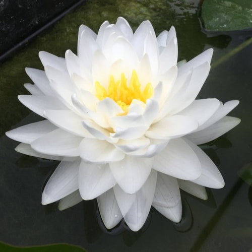 Gonnere | Nymphaea | Water Lily