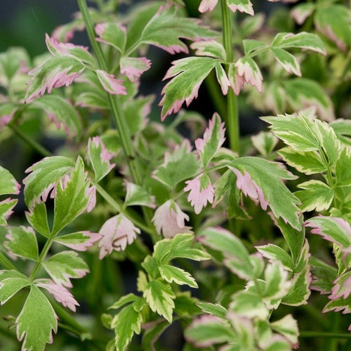 Variegated Water Celery | Oenanthe javanica 'Flamingo'