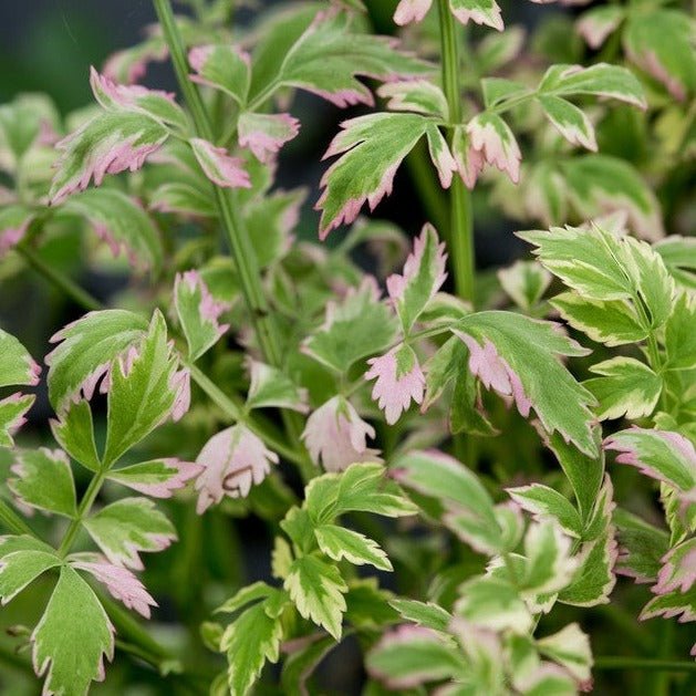 Variegated Water Celery | Oenanthe javanica 'Flamingo'
