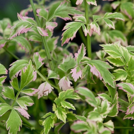 Variegated Water Celery | Oenanthe javanica 'Flamingo'
