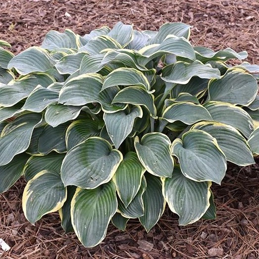 Regal Splendor | Specialty Hosta 1 Gal