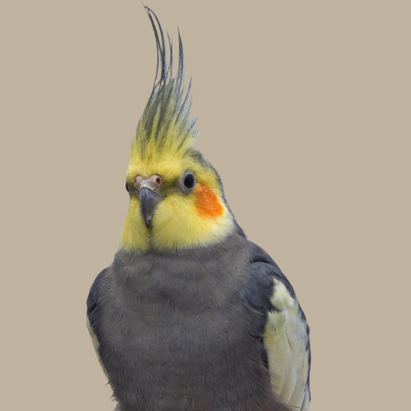 Cockatiel Seed with HULLED Sunflower / Safflower 🍁
