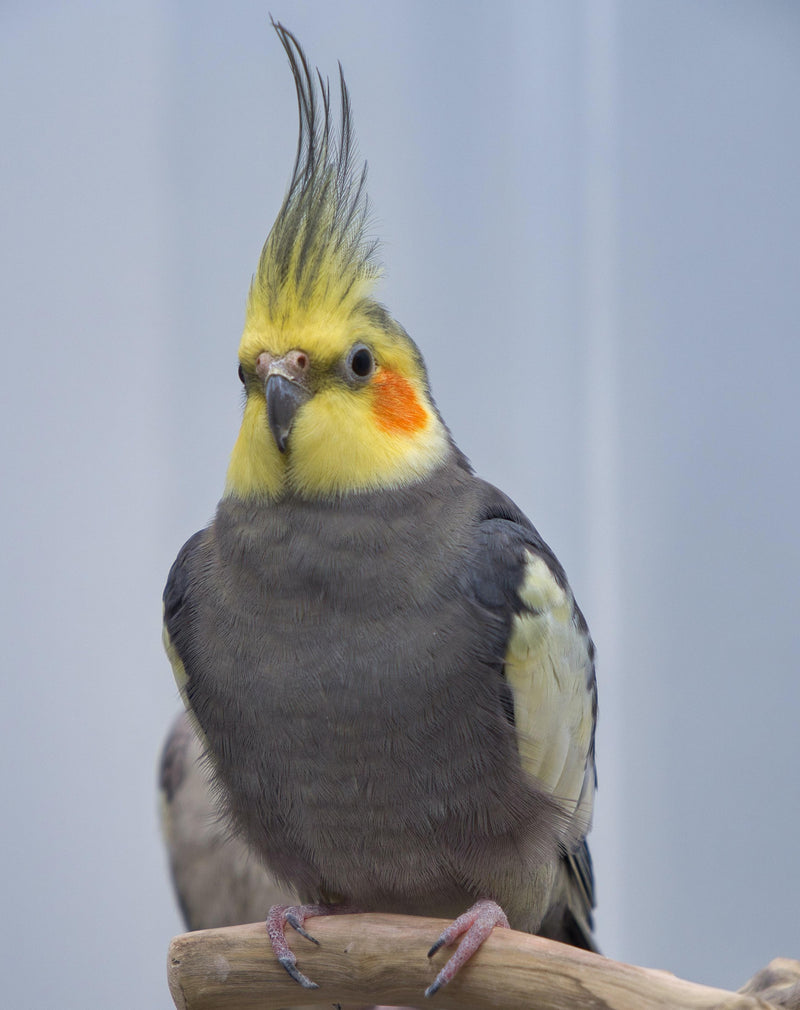 Cockatiel With Striped Sunflower Seed