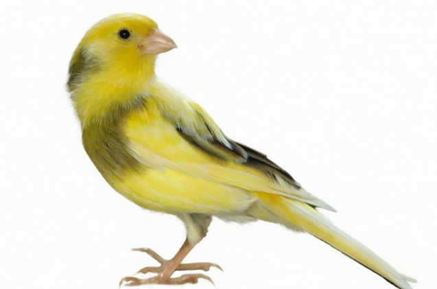 American Singer Canary - Serinus canaria domestica