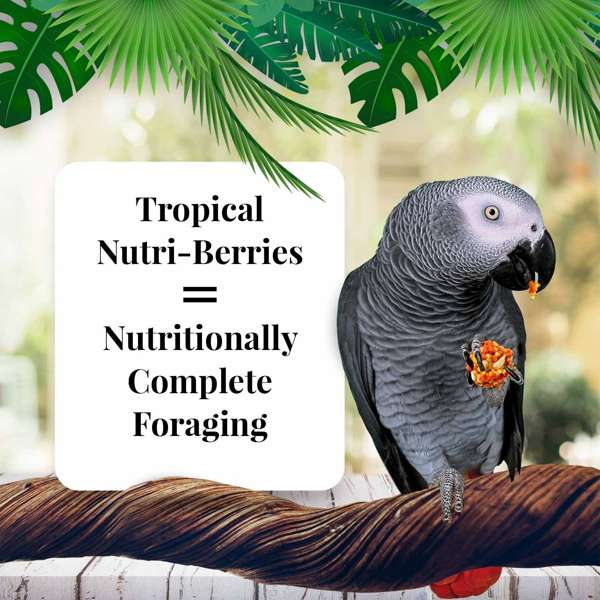 Lafeber's Tropical Fruit Gourmet Nutri-Berries for Parrots - Exotic Wings and Pet Things