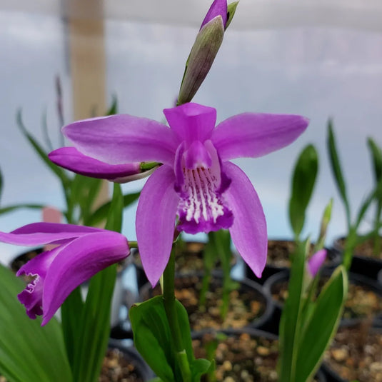 Hyacinth Orchid - Bletilla striata 'Variegata Pink' | 1 Gal - Local Pickup Only