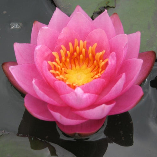 James Brydon | Nymphaea | Water Lily
