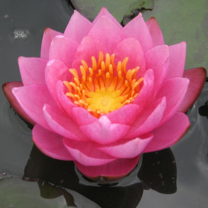 James Brydon | Nymphaea | Water Lily
