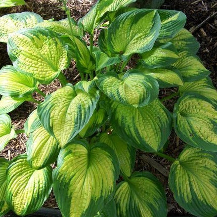 Cadillac | Specialty Hosta
