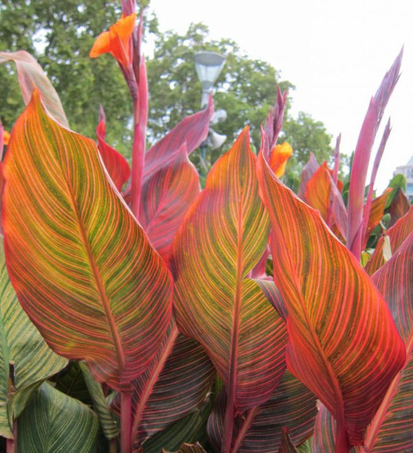 'Durban' | Canna Lily | Tropical Plant