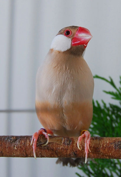 Java Sparrow/Mutation - Lonchura oryzivora