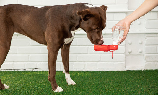 GF Pet Travel Water Bottle