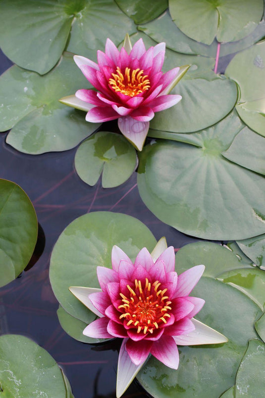 Attraction | Nymphaea | Water Lily