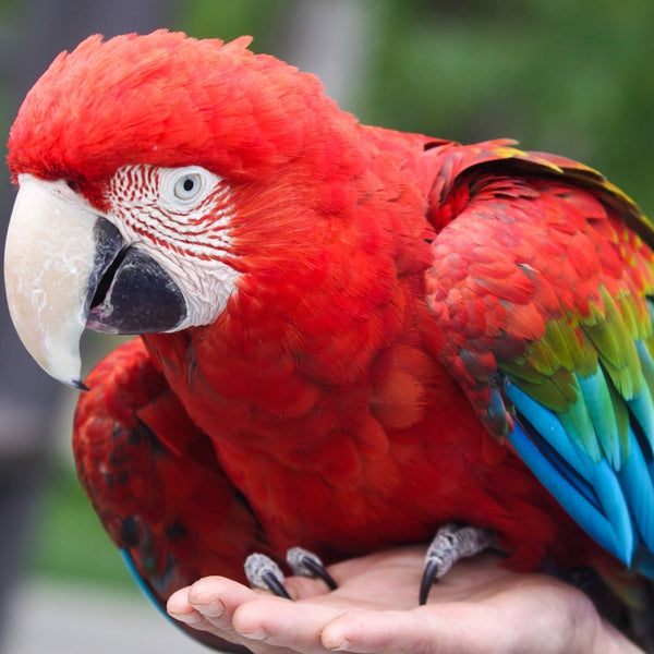 Hand Fed Red and Green Macaw - Ara chloropterus