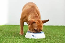 GF Pet Ice Bowl
