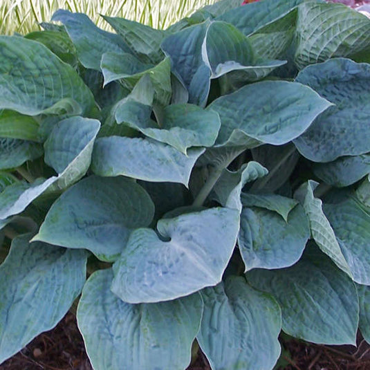 Silver Bay | Specialty Hosta