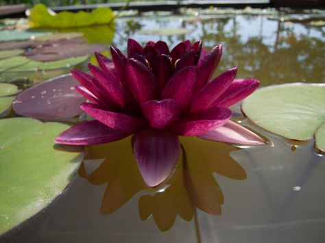 Almost Black | Nymphaea