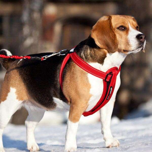 EzyDog Chest Plate Harness - Small (14-24in)