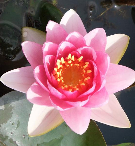 Fabiola | Nymphaea | Water Lily