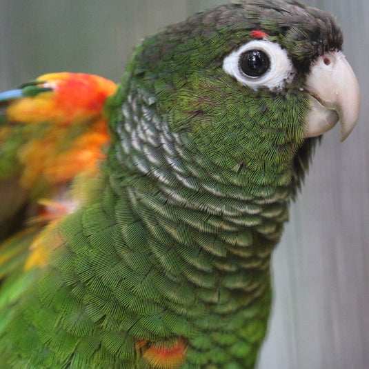 Hand Fed Fiery-Shouldered Conure - Pyrrhura egregia