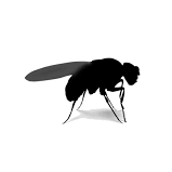 Fruit Fly Cultures