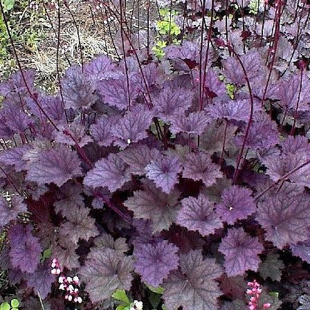 Frost Violet | Coral Bells 1 Gal